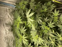 558C2E3C-59C8-429E-AD98-57AEB7441713