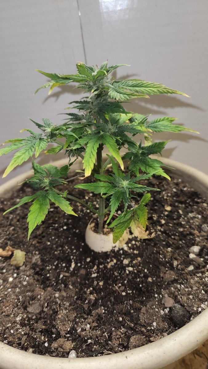 1655324040078731439096702724569