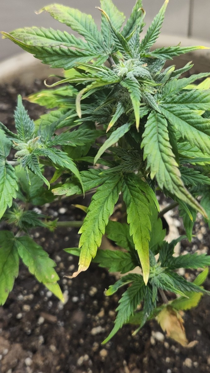 1655324133324888227503127248131