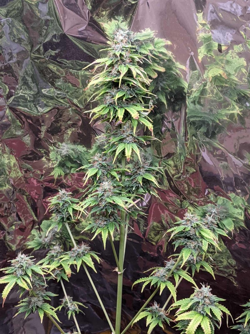 PXL_20220615_214459802