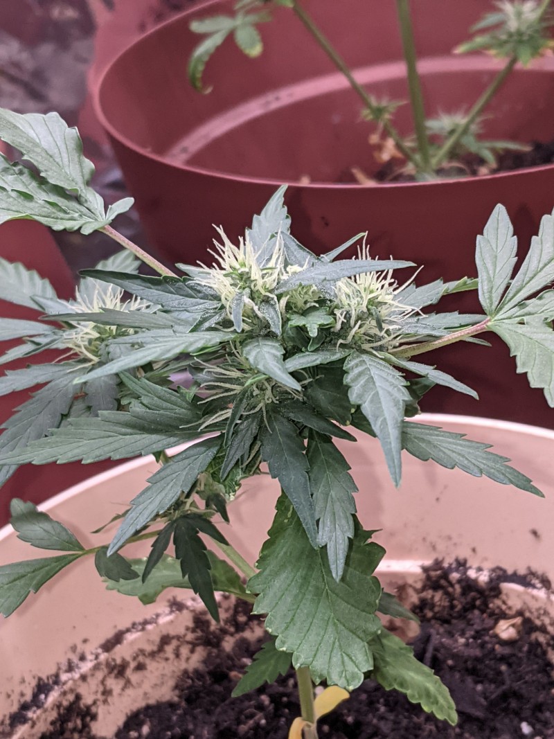 PXL_20220619_194727513