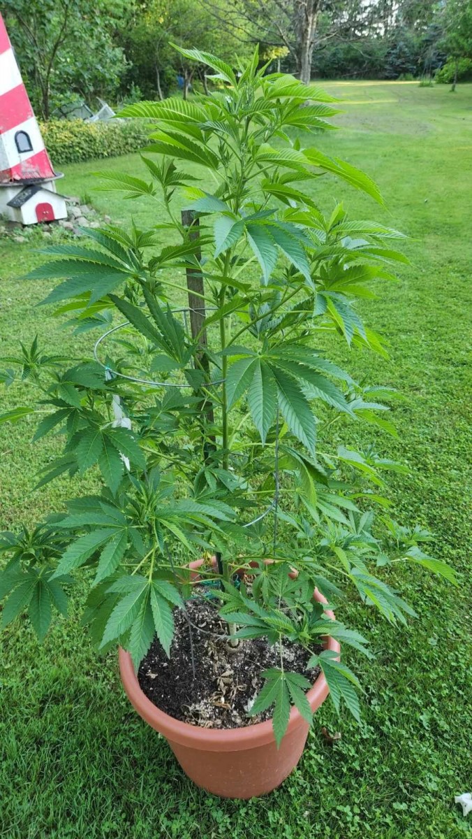 16558546201615583466345995041522