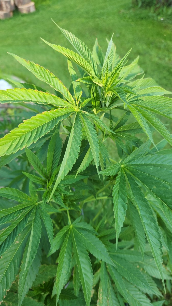 16558546638656847289044660831308