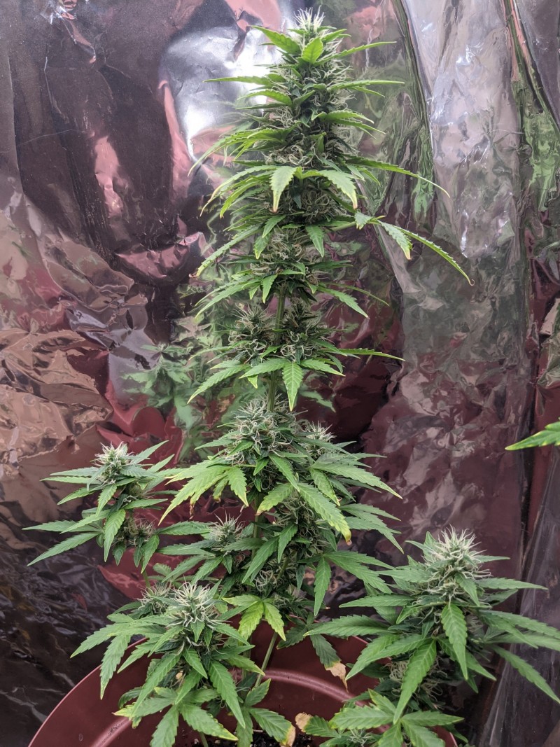 PXL_20220619_195027728