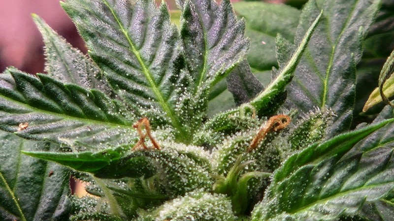 16559444977901493428980799241502