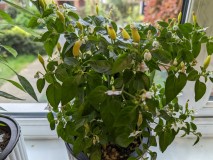 PXL_20220624_083840634