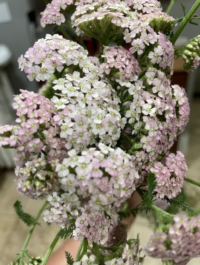 9A2A5903-C03F-4D62-BE75-002CDA58CD28