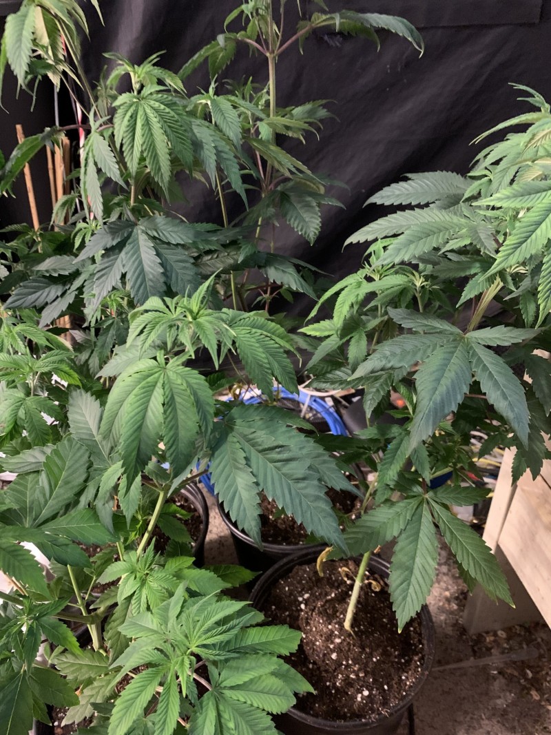 0A3CF919-2B40-40C8-9B4A-E04946125D20