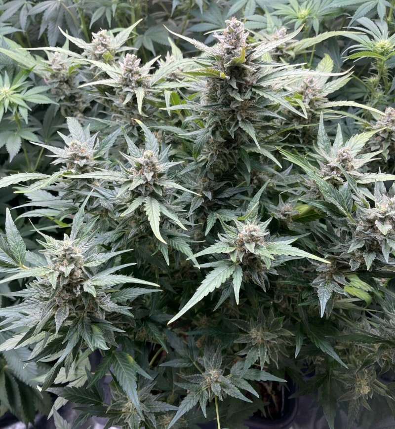 B053807F-CAD1-4BA9-B6D6-DFF774ACCEE8