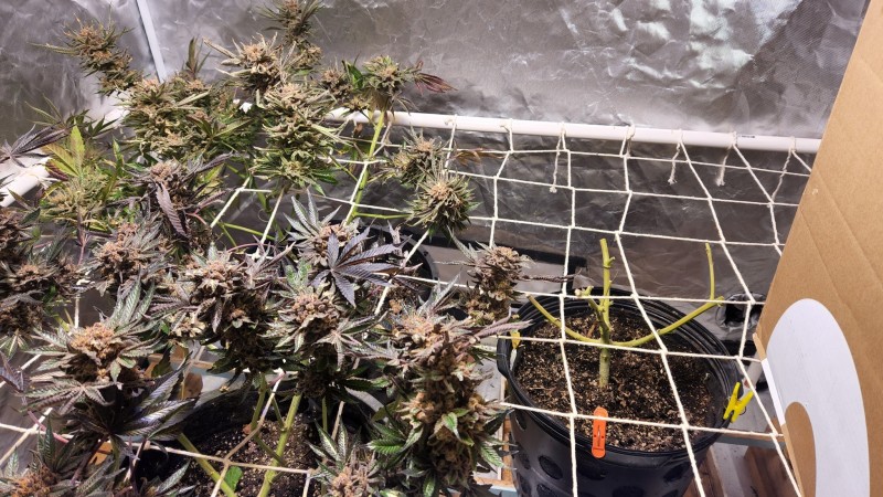 16563746009682597794985013353014