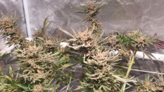 16563746521287436245313085109513