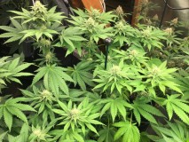 day 28 of 12/12 for biscotti x pink champers