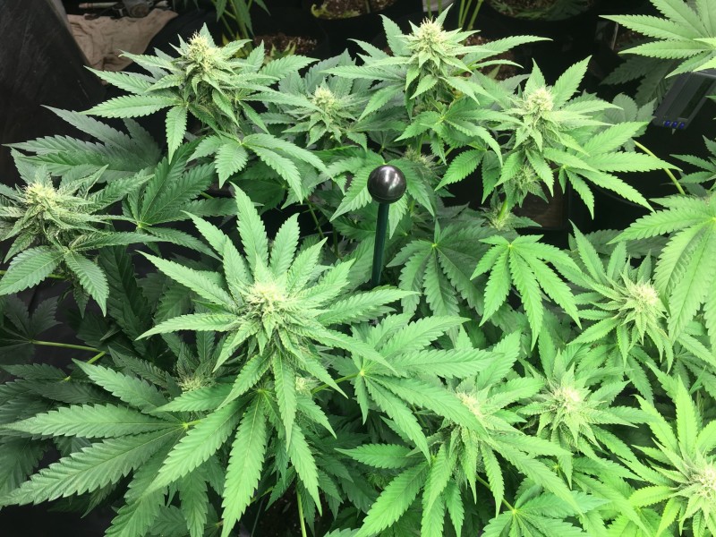 day 28 of 12/12 for biscotti x pink champers