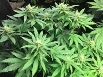 day 28 of 12/12 for biscotti x pink champers