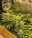 7641D8F0-2885-44A3-A962-EBA03C172D09