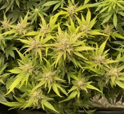 047BFD51-DF81-4266-958B-616D395E51B3