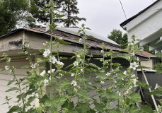 11861D3E-84A3-4E9C-8D1A-EDD11F4AD964