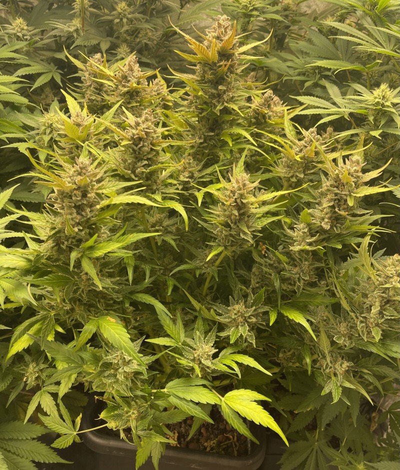 4DBFB5AA-0C1D-4A53-AB36-6EB3769017C8