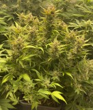 4DBFB5AA-0C1D-4A53-AB36-6EB3769017C8