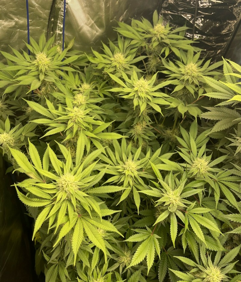 4FB45780-D388-48EE-91B8-01664F4F2662