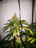 IMG_20220709_201115