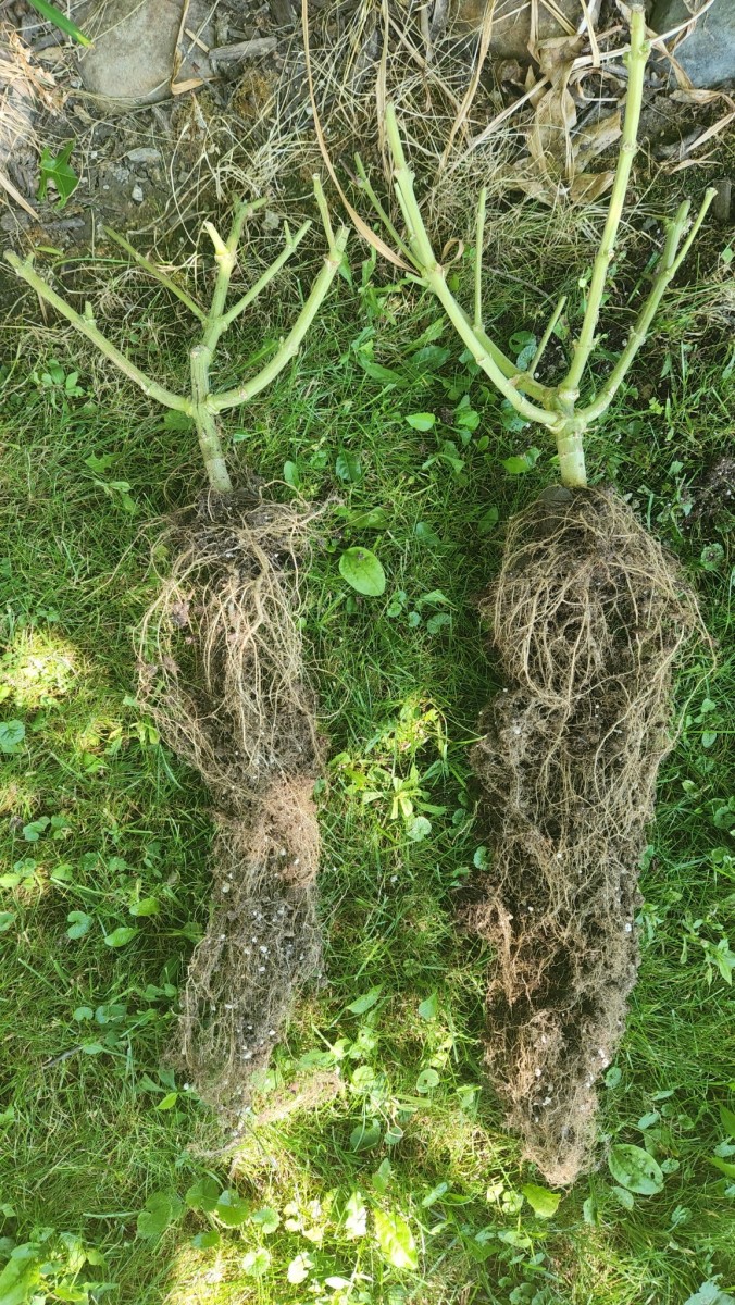 16574833895436320175444032964709