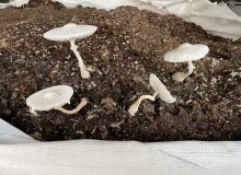 1688D1DF-FF39-4613-9E54-CDD7634F9C79