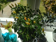 16579696496782371328333391747109