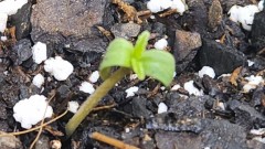 16579918858432736448888490599997