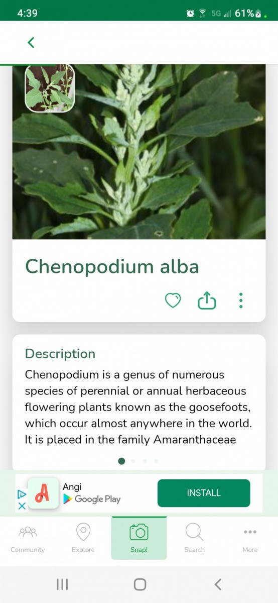 Screenshot_20220721-163934_PlantSnap