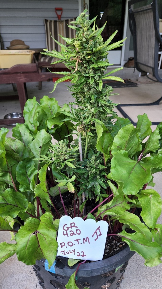 16585366599567773880396476866801