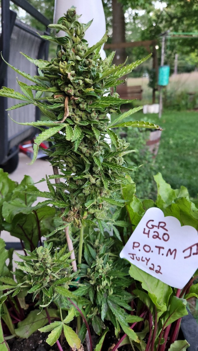 16585367344853970437325103663013