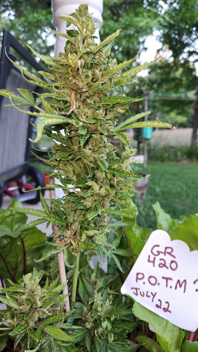 16585368598771535828428306385561