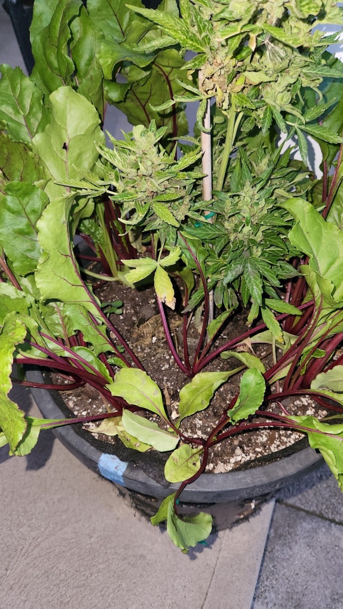 16585369175664070900549801930234