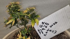 16589653420707031414163619809769