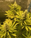 08BEE844-08D4-444A-9D67-5633C64C8936