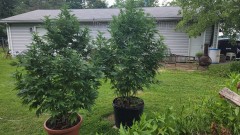 16591153067448614727484262135769