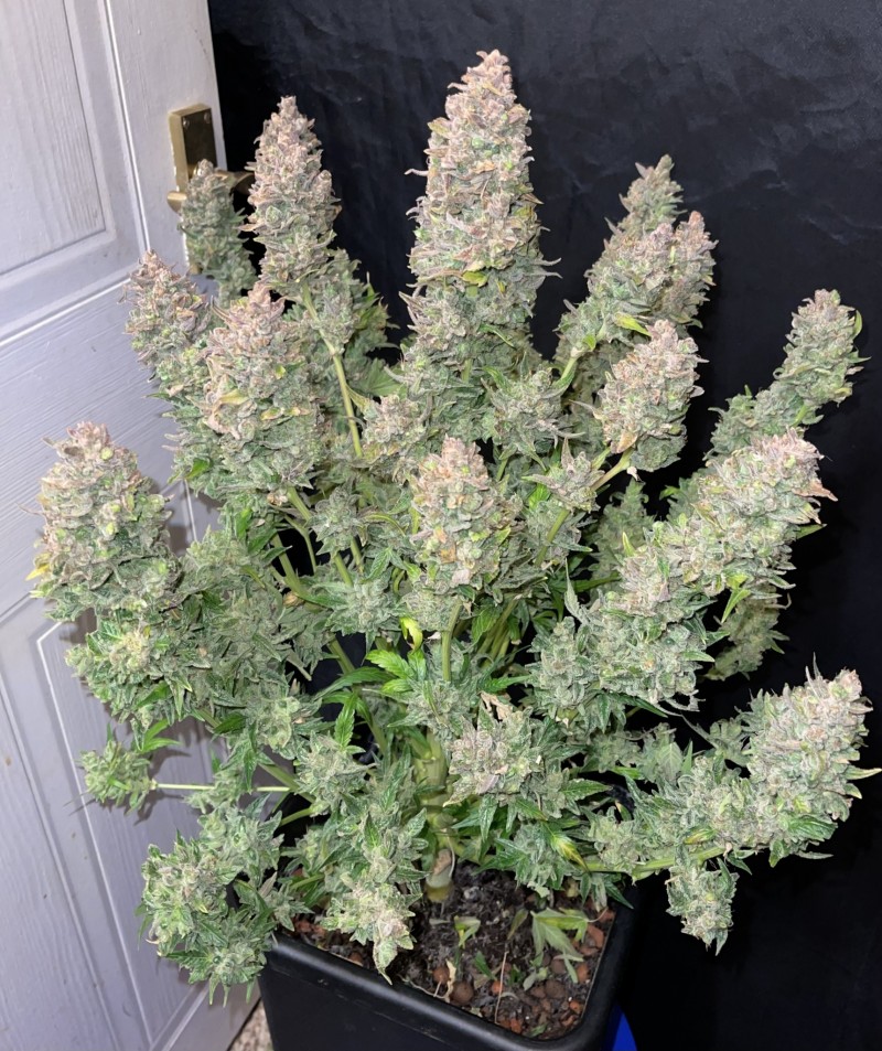 E3B8B375-7842-4DC8-80A8-67243ACAE0D8