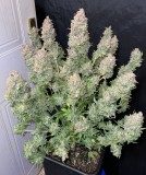 E3B8B375-7842-4DC8-80A8-67243ACAE0D8