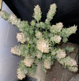 B37DECEA-0005-4418-8F80-E15AB1178564