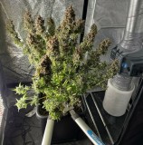 DA6A1731-0DA7-418F-9ED9-E9D0BEB98D9C