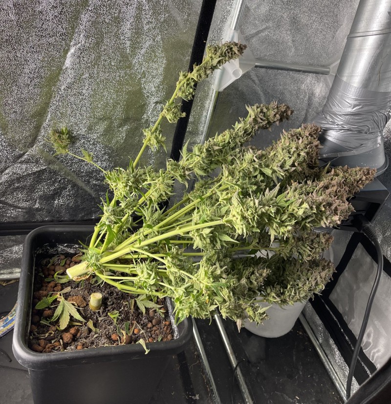 BD91E78B-CC43-44B5-92D3-2FC3EEB4BF73