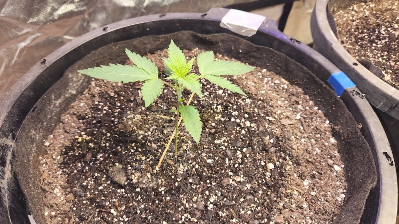 16593704524572272014493101475469