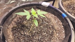 16593704524572272014493101475469