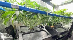 ss babies 10 after trim