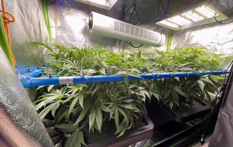 ss babies 10 before trim