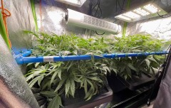 ss babies 10 before trim