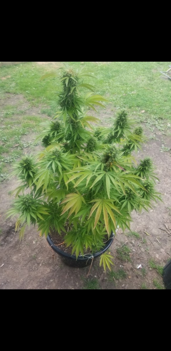 Screenshot_20220804-134257_Photos