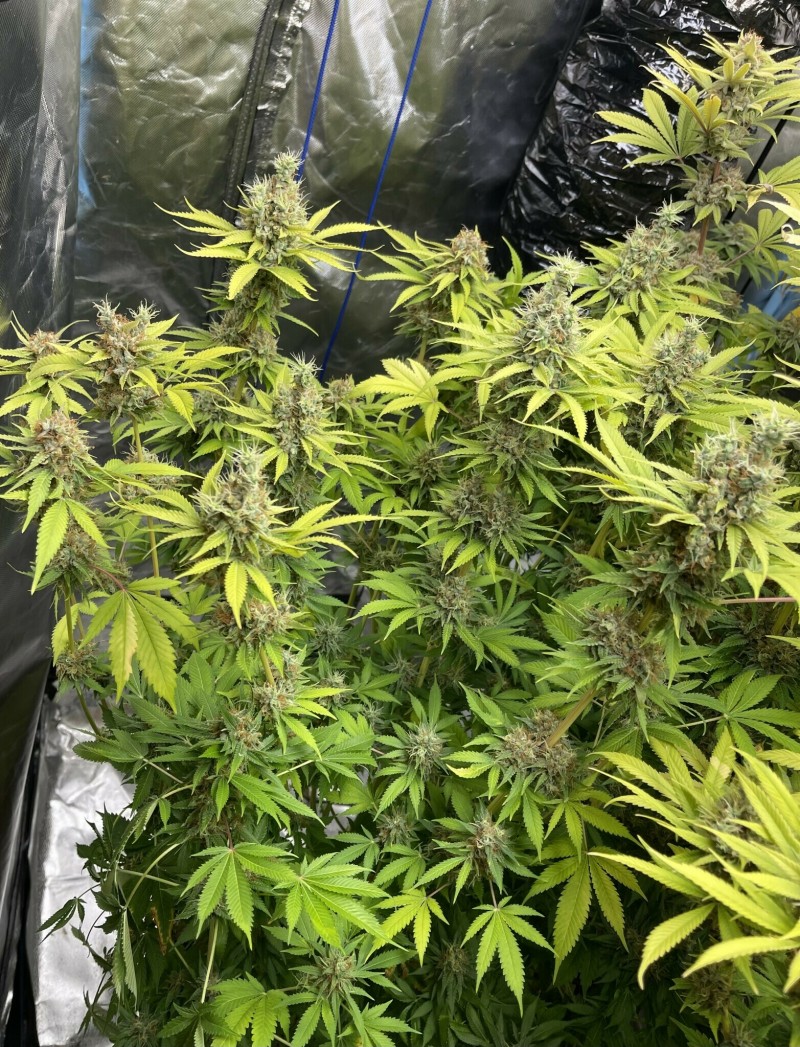 1BE4F8C1-E35A-4A9A-8009-1BDFB259D26C