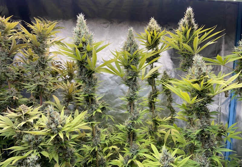 0A29C642-E081-4E01-AD0E-DF785079C589